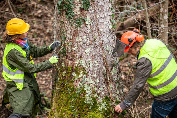 How Our Tree Care Process Works  in  Bethel Acres, OK